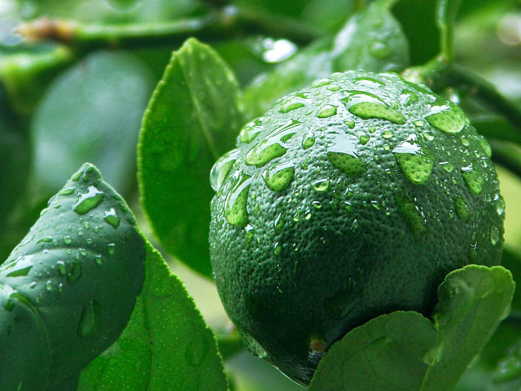 imagen de limones