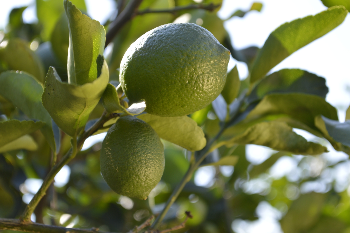 Limón en crecimiento